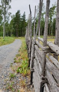 Dirt road amidst trees in forest against sky