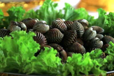 Close-up of mussels with lettuce