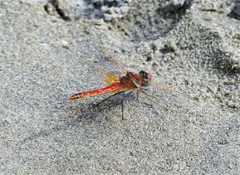 High angle view of insect on rock