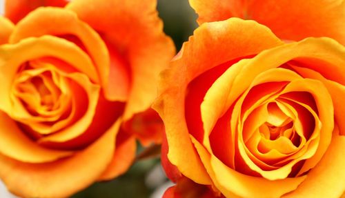 Close-up of orange rose blooming outdoors