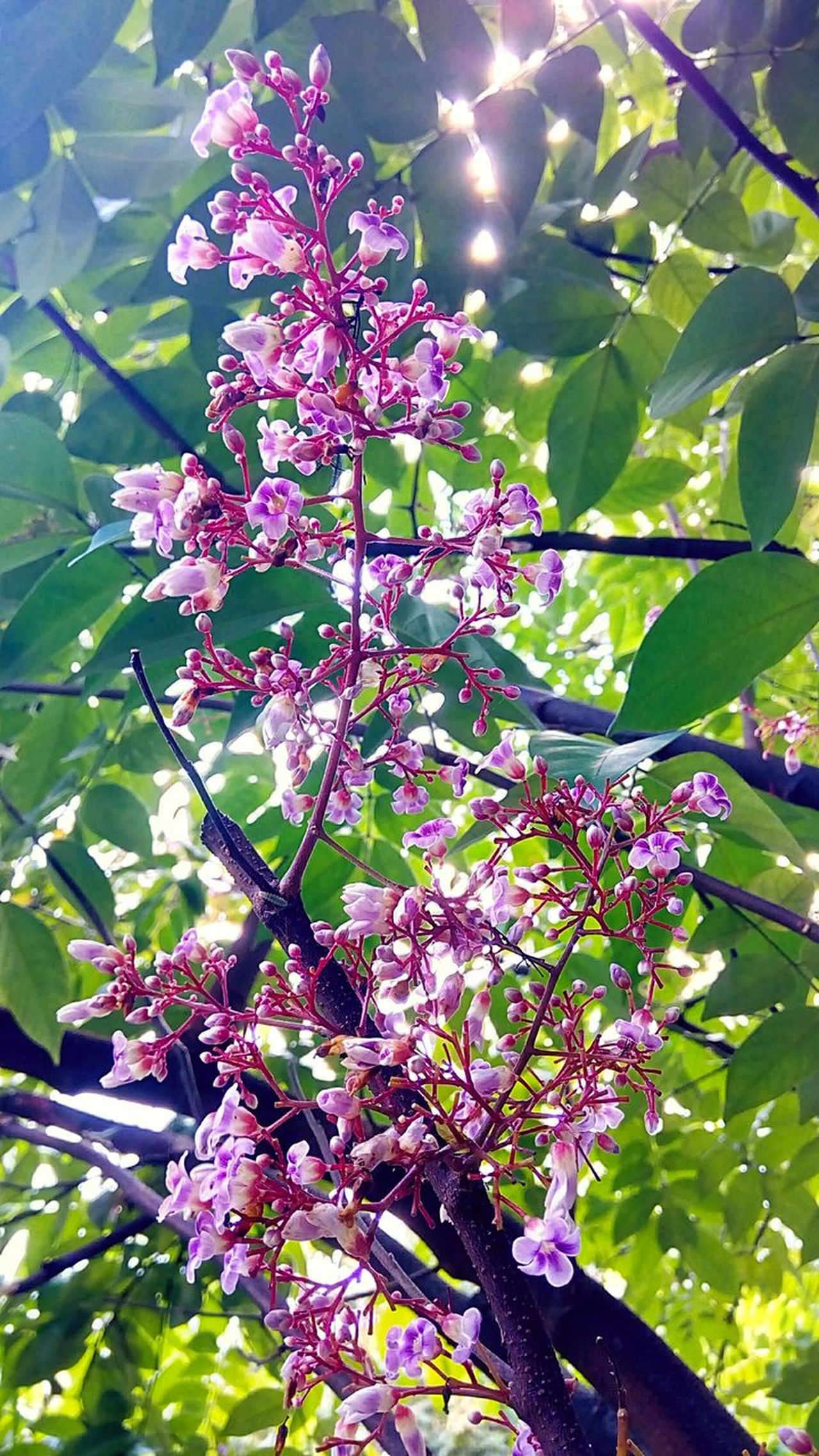 Flower of star apple