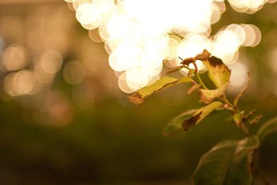 Close-up of flowering plant against blurred background