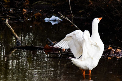 Close-up of duck in lake