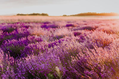 Purple flowering plants on field