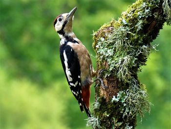 Close-up of woodpecker perching on moss covered branch