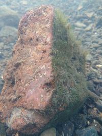 Close-up of moss on rock