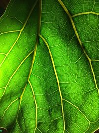 Full frame shot of green leaf