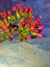 Close-up of red leaves