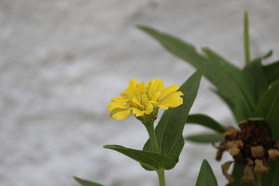 Close-up of yellow flowering plant