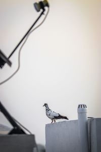 Low angle view of bird perching on cable against sky