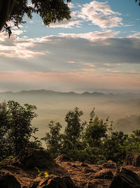 Scenic view of tree against sky during sunset