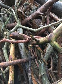 Full frame shot of tree trunk