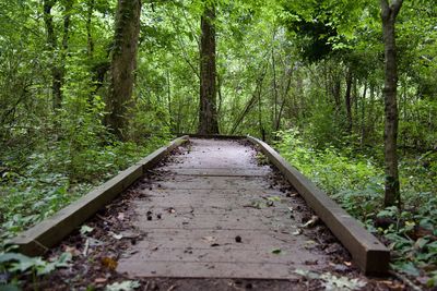 Empty road amidst trees