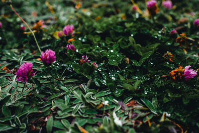 Close-up of purple flowering plants