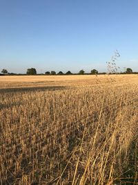 Scenic view of agricultural field against clear sky