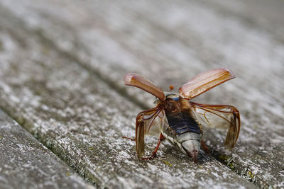 Close-up of insect on wood