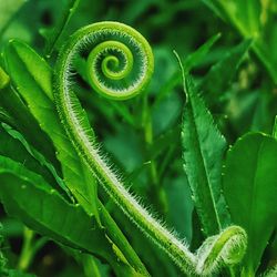 Close-up of green leaf