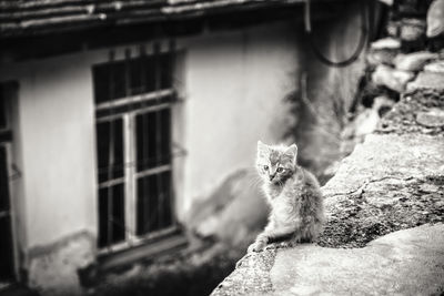 Cat sitting on a building