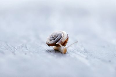 Close-up of snail on land