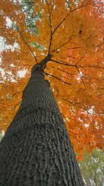 Low angle view of tree trunk during autumn