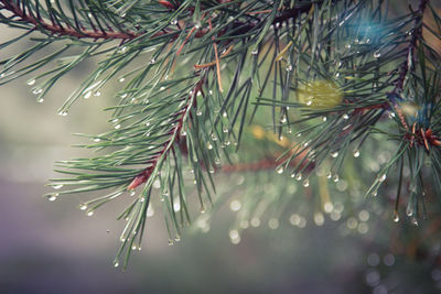 Close-up of raindrops on pine tree