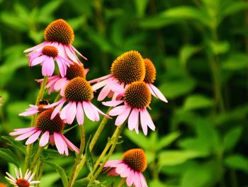 Close-up of purple flowering plant