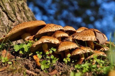 Close-up of mushroom growing by tree trunk