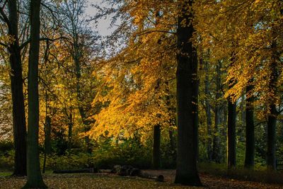 Trees in forest during autumn