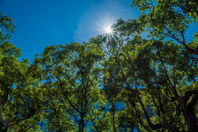 Low angle view of trees against sky on sunny day