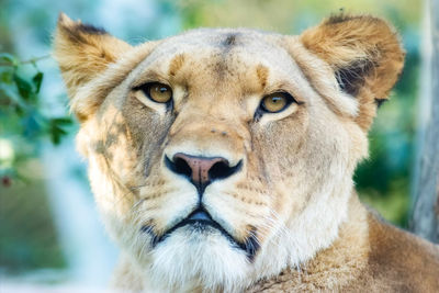 Close-up portrait of a cat