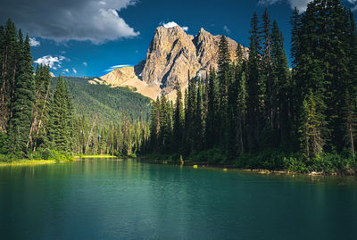 Scenic view of lake in forest against sky