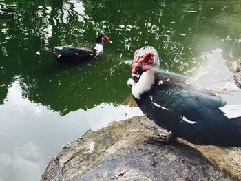 Close-up of swan swimming on lake