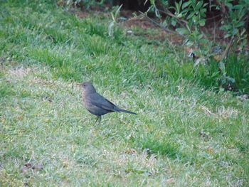 Birds on grassy field