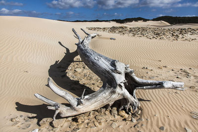 Driftwood on sand at beach against sky