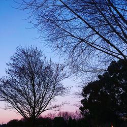 Low angle view of silhouette bare trees against clear sky