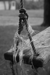 Close-up of tree trunk