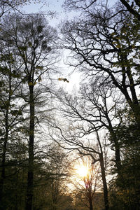 Low angle view of bare trees against sky