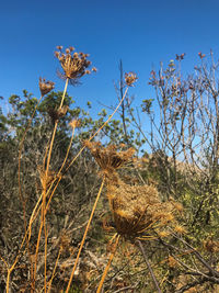 Close-up of dried plant on field against clear blue sky