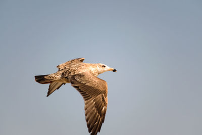 Low angle view of eagle flying against clear sky