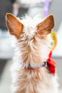 Close-up of a dog