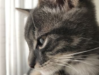 Close-up of a cat looking away