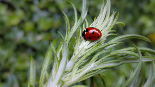 Close-up of ladybug on plant