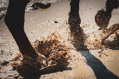 Low section of horse walking on puddle