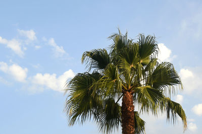 palm tree