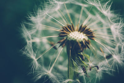 Close-up of dandelion flower