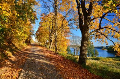 Road amidst trees during autumn