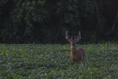 Deer on field