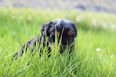 Close-up of a dog on field