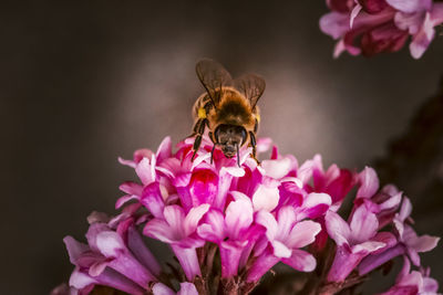 Close-up of bee pollinating on pink flowers