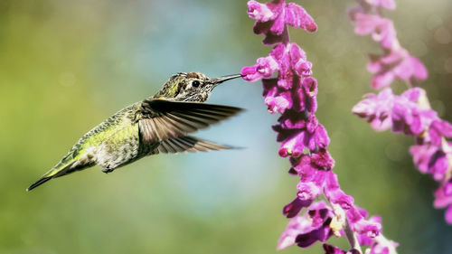 Close-up of bird flying over flowers